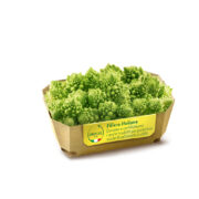 CAVOLFIORE ROMANESCO 12X400